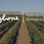 Paglione vineyard in Puglia, home of Cacc’e Mmitte di Lucera and the story behind the second bottle.