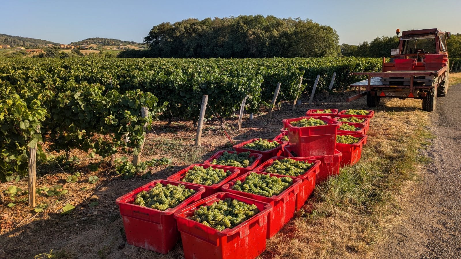 Harvested Chardonnay grapes in red crates beside a vineyard in Beaujolais.